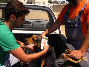 Λέσβος: Ξεκίνησαν το δωρεάν τσιπάρισμα στα σκυλιά των κτηνοτρόφων που συμμορφώθηκαν
